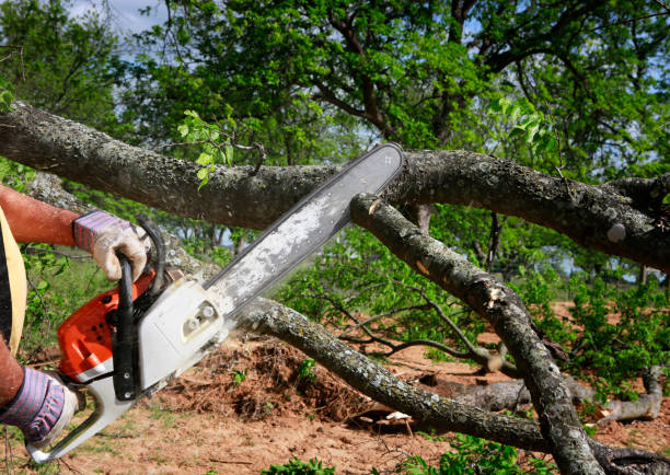 Best Lot and Land Clearing  in West Ishpeng, MI